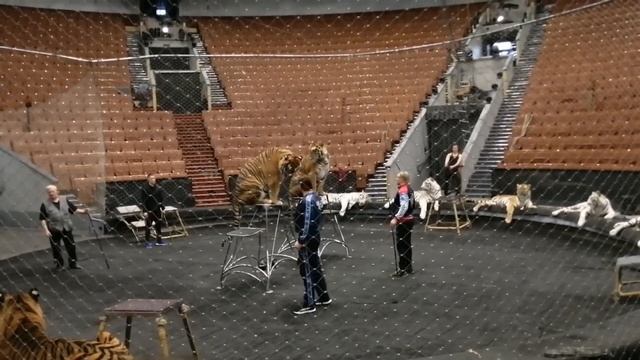 Большой московский цирк. Экскурсия 01.12.2022. Хищники. Основная группа. смотреть онлайн