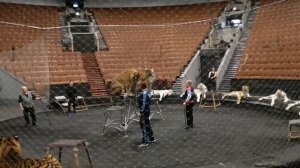 Большой московский цирк. Экскурсия 01.12.2022. Хищники. Основная группа.