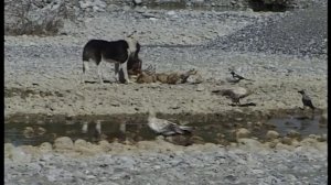 Egyptian Vultures (Neophron percnopterus) in Greece, Epirus region