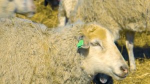 Овцеводство в Хакасии