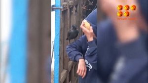 Мальчик приручил ворона или ворон признал вожака?