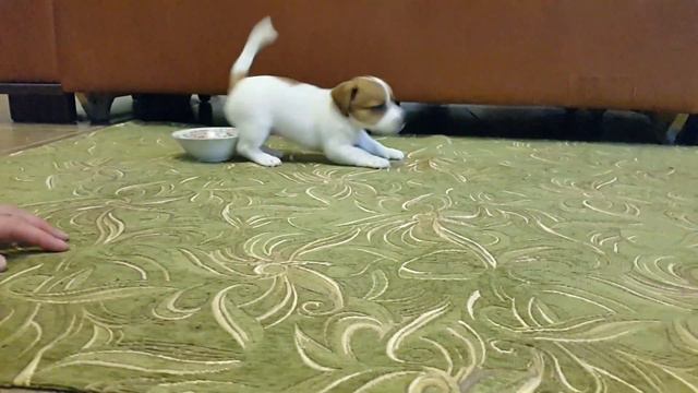 Джек Тюмень, девочка. смотреть онлайн