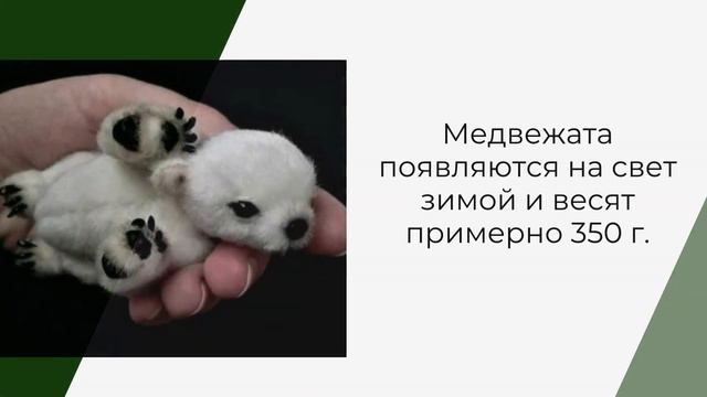 День медведя