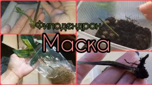 Сложное УКОРЕНЕНИЕ в воде?Грунте?Перлите?И моих слезах?ФИЛОДЕНДРОН Маска вариегатная?Загнил