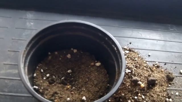 How to grow a Dragon Fruit Cactus from a cutting (Hylocereus) смотреть онлайн