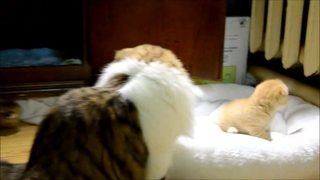 Сончик и козявочкин смотреть онлайн