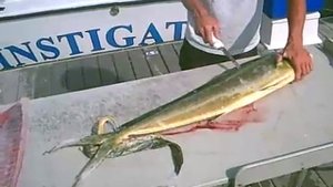 Разделка рыбы на филе. Корифена (Mahi-Mahi)