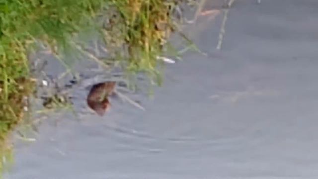 Ондатра смотреть онлайн