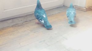 ШОК! Голуби В Квартире :)