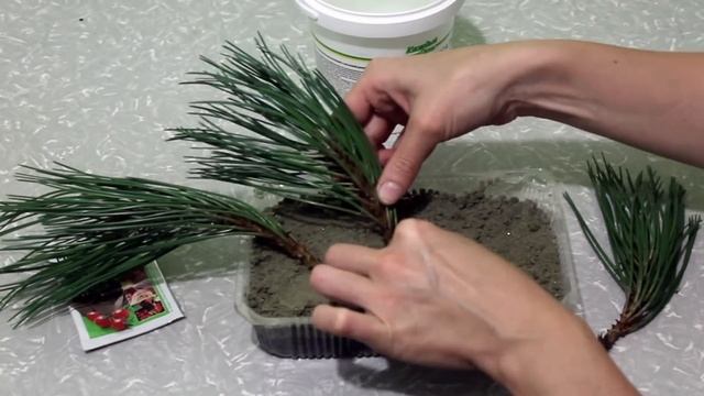 Размножаем хвойники черенками