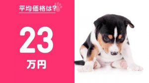 ❤️人気91位【バセンジーってどんな犬？】子犬の価格や性格、寿命、飼いやすさは？ カワイイ動画でチェック！