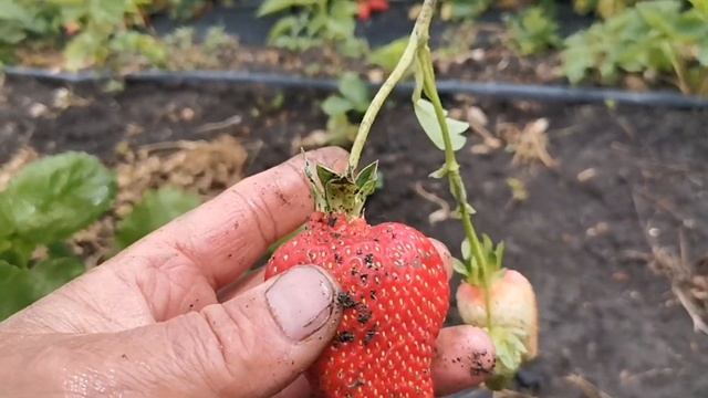 / Клубника которая НЕ выходит из моды , сорт Азия!!! /