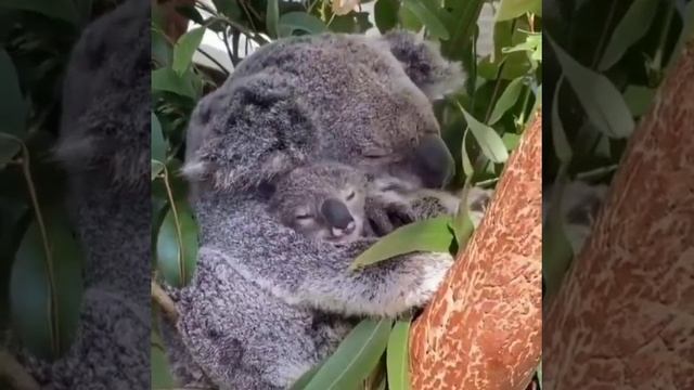 Коалы - забавные звери смотреть онлайн