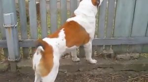 Алабай 2 года,реакция на чужого кота.