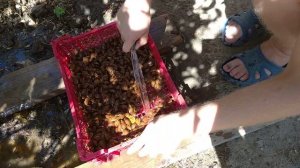 Способ промывки и сушки косточек абрикоса