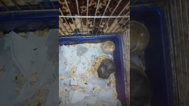 Хома и суслик подружились смотреть онлайн