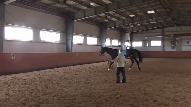 Как лошадь гонять на корде смотреть онлайн