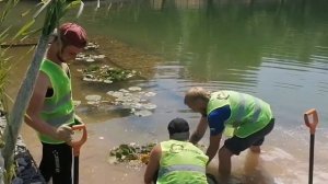 Кувшинки, камыши, тростник: водные растения украсили Ясный пруд после благоустройства