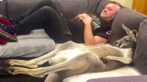 Люди спасли кенгуру, который полюбил лежать на диване