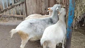 Препарат для коз от всех болезней!#рек #топ #short #козы #фермер #хочуврек #рекомендации #корова