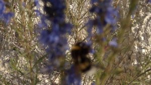 Иссоп самый поздний медонос