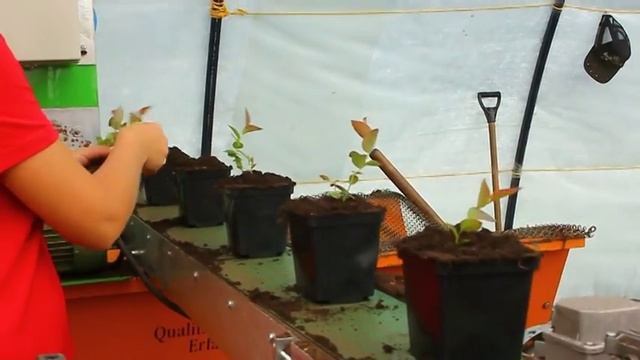 Брусвяна: работа машины по пересадке саженцев смотреть онлайн