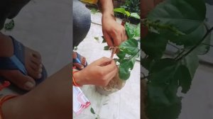 Hibiscus plant grafting technique . Mother plant pink in colour and graft red and yellow in colour.