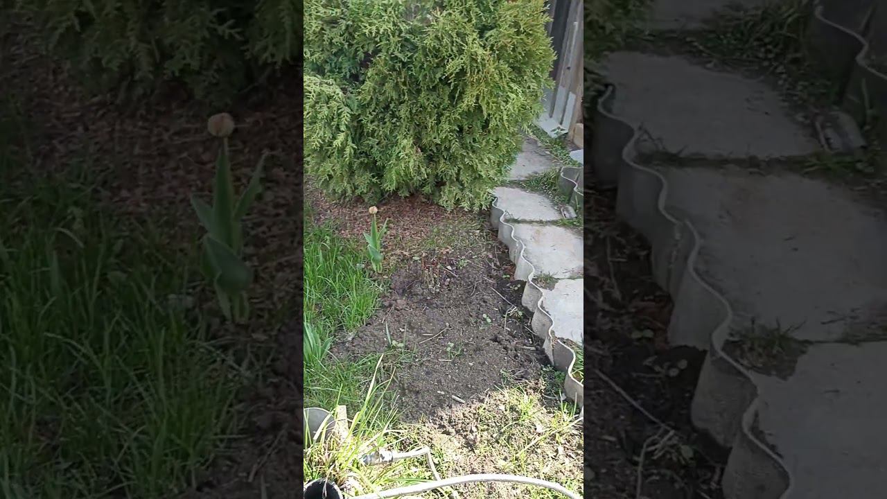 Дача #shorts смотреть онлайн