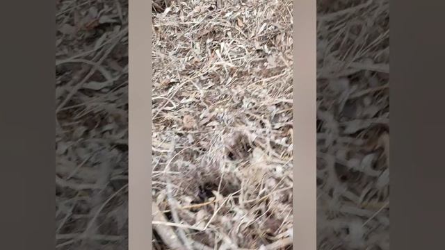 нашли брошенную шахту в лесу