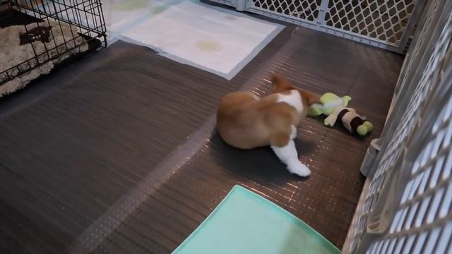 WE GOT A CORGI PUPPY!! | Puppyhood in 1 Year | Vlog смотреть онлайн