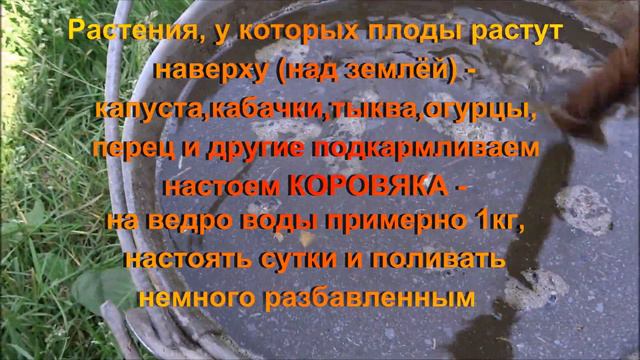 Чем подкормить растения в июне