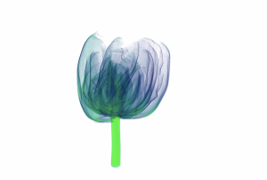 Томографическая реконструкция тюльпана| Smart Tomo Engine 2.0