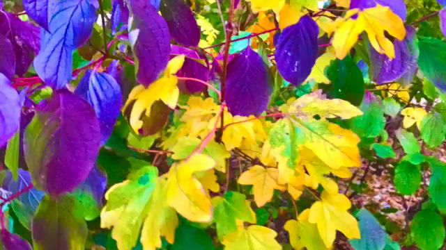 Blätter - Die Remberti Herbst-Challenge смотреть онлайн