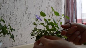 Кампанула комнатная уход