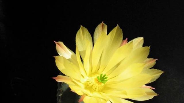 Echinocereus subinermis_small смотреть онлайн