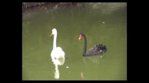 Белый и черный лебеди.