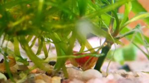 Креветки вишни 🍒