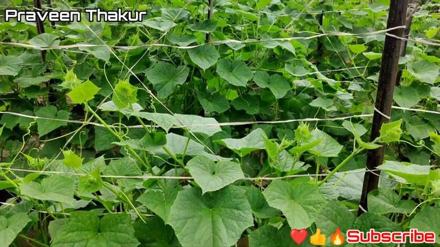 DOW Miraculan | Triacontanol 0.05% Ec  | Plant Growth Regulator | Praveen Thakur