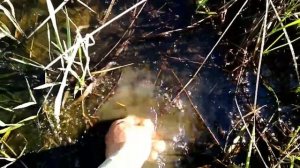 Удачное поселение. коп с Ванквиш 440.