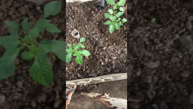 Рассада сладких перцев Золотой Юбилей, Золотое чудо, Бутуз. Выращивание в круглогодичной теплице. смотреть онлайн