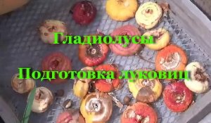 Гладиолусы - Подготовка луковиц