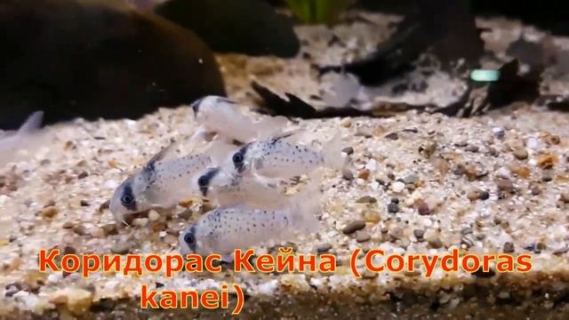 Сомики коридорасы: золотистый, леопардовый, Агассица, Кейна, крапчатый, изящный, панда, орнатус