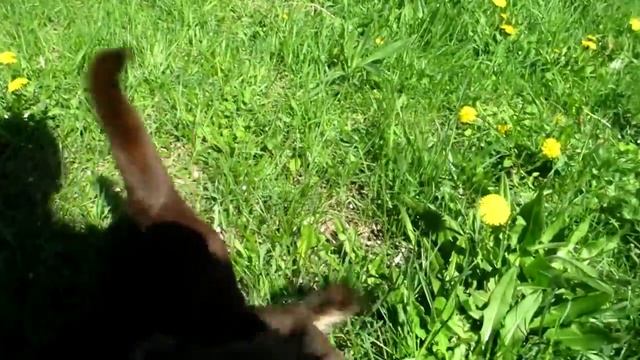 Чихуахуа шоколадный  длинношерстный мальчик