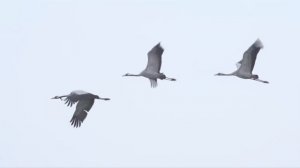 Ivan Doroshenko-Буктрейлер Янка Брыль-Маці (Doroshenko Films)