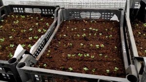 Выращивание рассады  капусты в ящиках . Делюсь опытом !