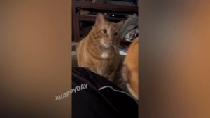 СМЕШНЫЕ КОШКИ 2023 И ДРУГИЕ ЖИВОТНЫЕ 10 МИНУТ СМЕХАСМЕШНЫЕ ЖИВОТНЫЕ 2023ЛУЧШИЕ ПРИКОЛЫ С КОТАМИ