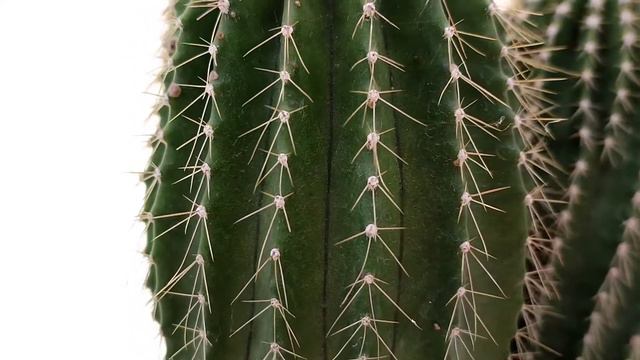 Neobuxbaumia polylopha смотреть онлайн