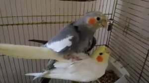 Спаривание попугаев корелл