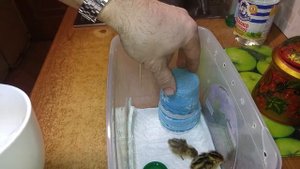 Перепелки крупным планом выведенные в квартире на батарее