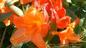Азалия гибридная Гловинг Эмберс (glowing embers) 🌿 обзор: как сажать, саженцы азалии Гловинг Эмберс